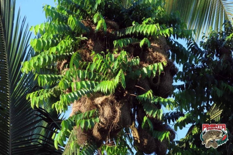 Experiência Amazônica